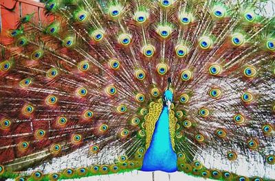 Close-up of peacock