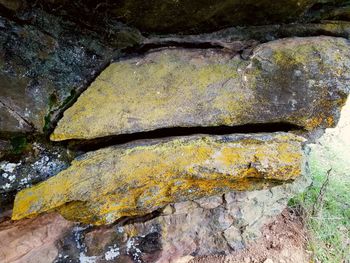 Close-up of lichen on rock