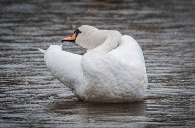 Swan swimming in lake