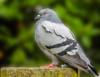 Close-up of bird perching on metal