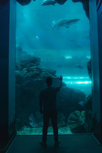 Rear view of fish swimming in aquarium