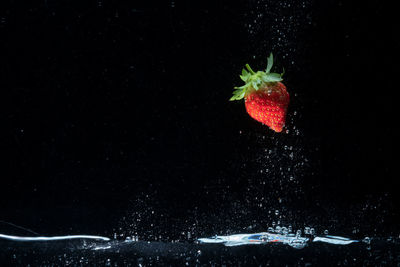 Close-up of red berries on water against black background