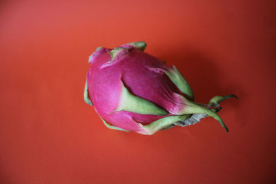 Close-up of flower over red background