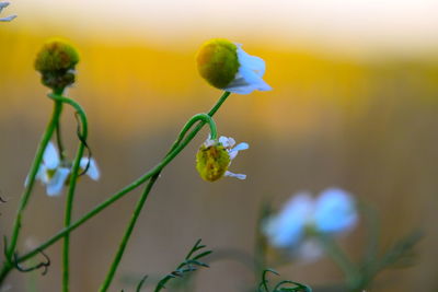 Close-up of yellow flowering plant