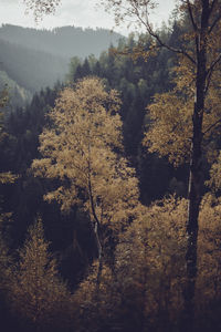 Trees in forest during autumn