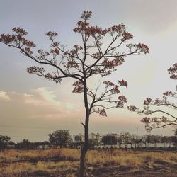 Tree on field against sky
