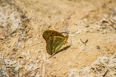 Close-up of butterfly on leaf