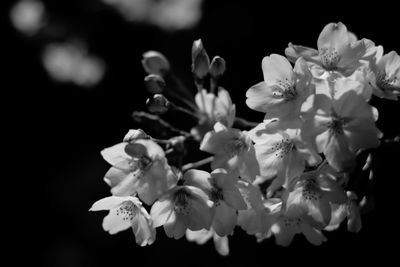 Close-up of white flowers