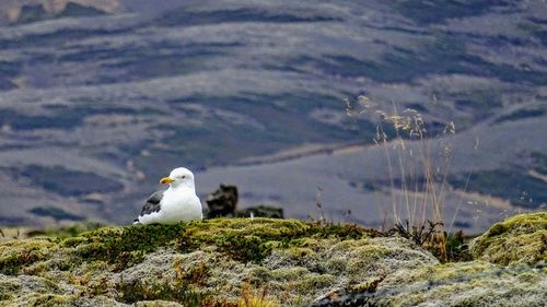 Seagull perching on a rock