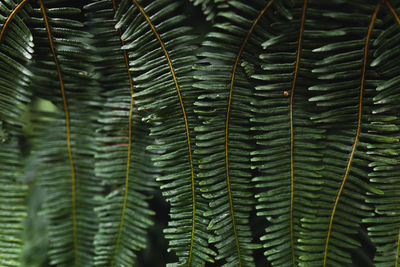 Close-up of green leaves