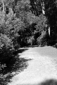 Footpath in forest