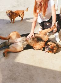 Full length of woman touching dogs on street