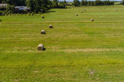 Hay bales on agricultural field