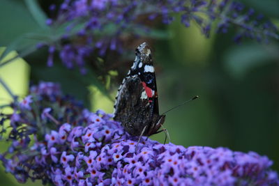 Close-up of butterfly pollinating on purple flower