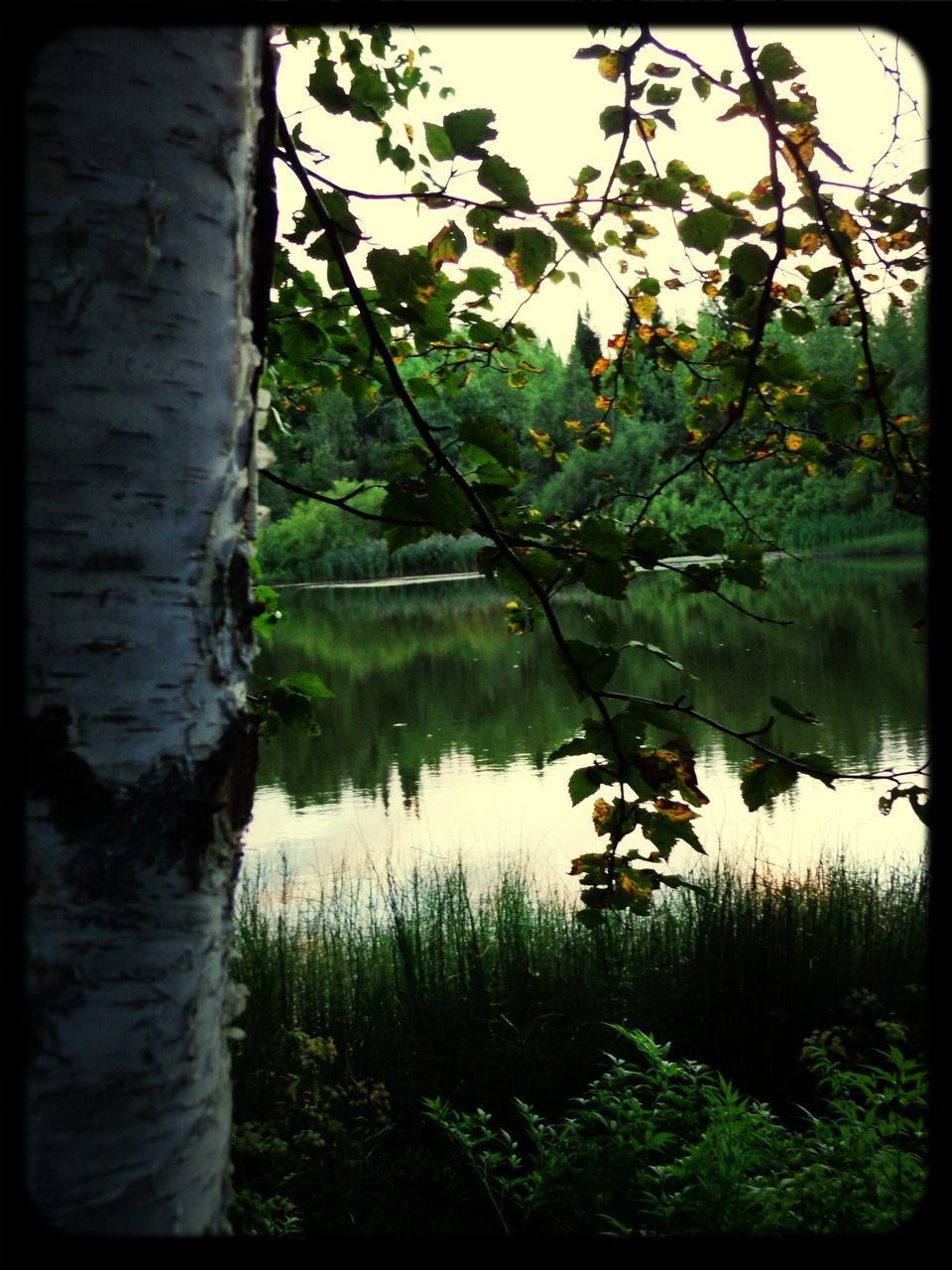 water, lake, reflection, transfer print, tranquility, tree, auto post production filter, tranquil scene, nature, beauty in nature, growth, plant, scenics, branch, pond, lakeshore, river, green color, outdoors, day