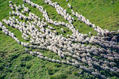 High angle view of sheep standing on field