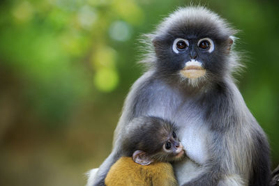 Close-up of monkeys in forest