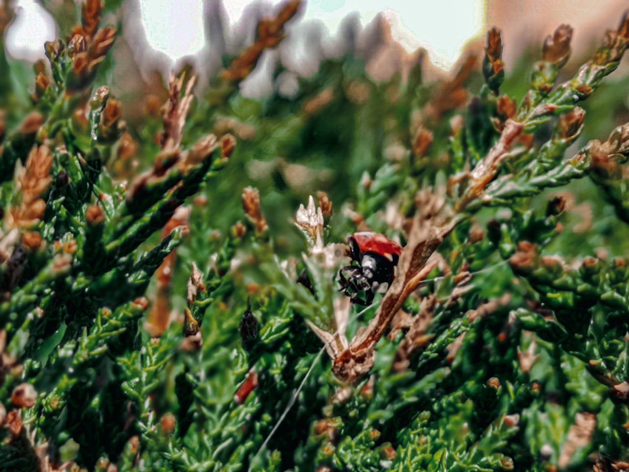 CLOSE-UP OF LADYBUG ON PLANT