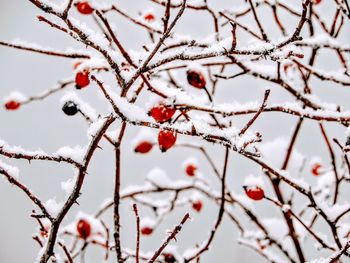 Close-up of frozen berries on tree