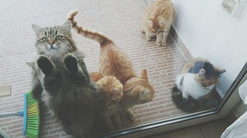 High angle view of cats sitting by door at home