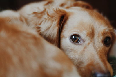 Close-up portrait of dog