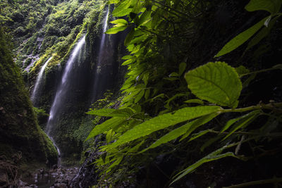 Scenic view of waterfall in forest