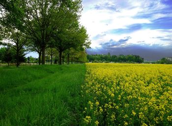 Scenic view of oilseed rape field against sky