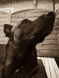 Close-up of a dog looking away