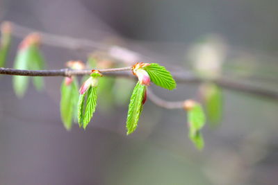 Close-up of insect on plant