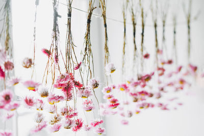 Pink flowers dry on rope near window, natural background
