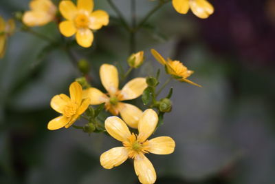 Close-up of yellow flowering plant