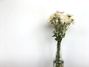 Close-up of white flowering plant in vase