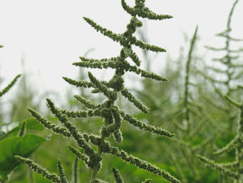 Close-up of frost on plant during winter