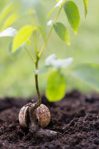 Close-up of fruit growing on field