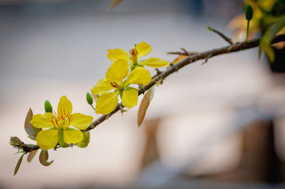 Close-up of yellow flowers growing on tree