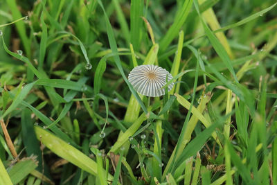 Close-up of plant growing on field