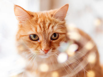 Close-up portrait of cat