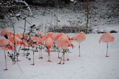 Flock of birds on snow during winter