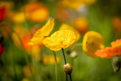 Close-up of yellow flowering plant