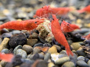 Close-up of red crab on pebbles