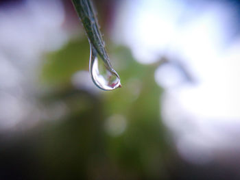 Close-up of raindrops on twig