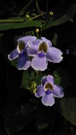 Close-up of flowers blooming outdoors