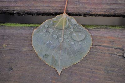 Close-up of raindrops on leaves