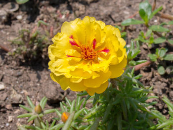 Close-up of yellow marigold blooming on field