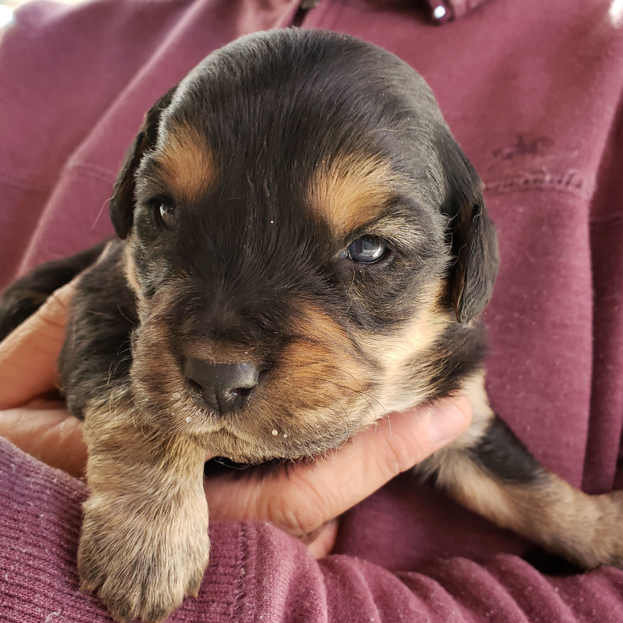 CLOSE-UP PORTRAIT OF DOG WITH HAND ON MOUTH