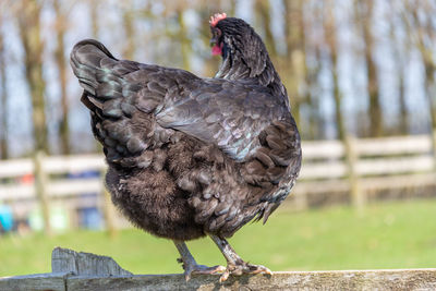 Close-up of bird perching on wood