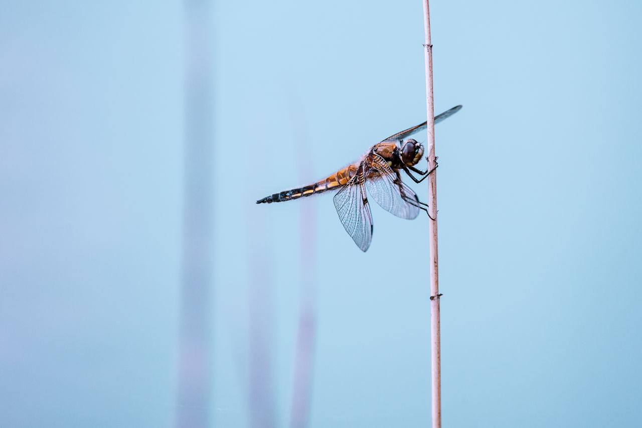 invertebrate, animal wildlife, insect, one animal, animals in the wild, animal, animal themes, no people, focus on foreground, close-up, blue, day, animal wing, copy space, dragonfly, nature, plant stem, outdoors, sky, beauty in nature