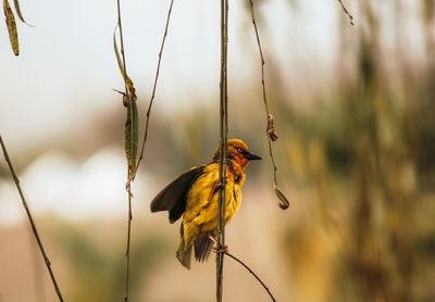 Close-up of bird perching on a branch