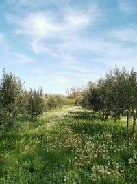 Plants growing on land against sky