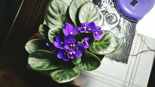 High angle view of potted plant on table at home